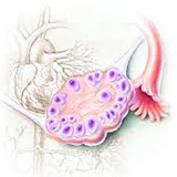 卵巢瘤